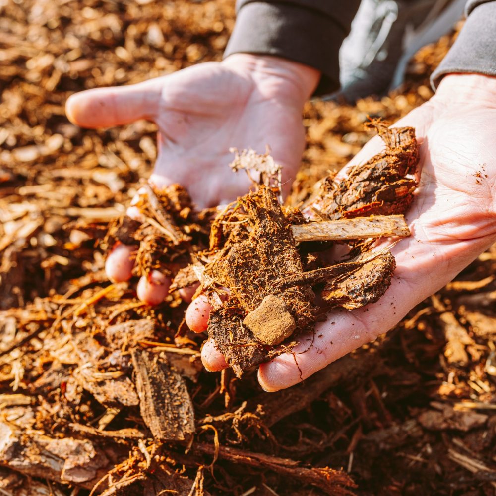 man hands holding woodchip’s man hands holding woodchip's